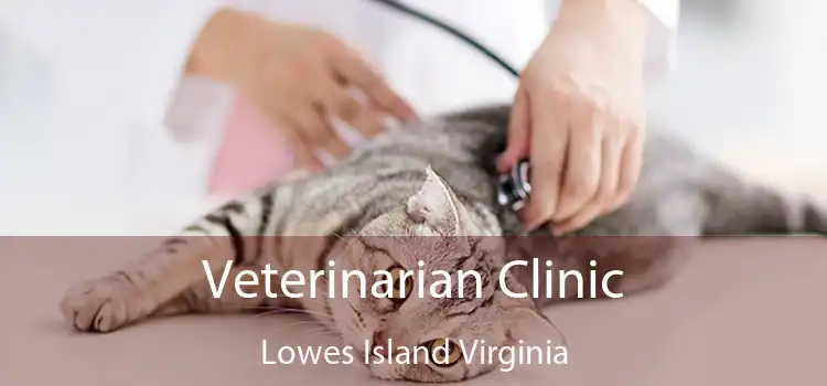 Veterinarian Clinic Lowes Island Virginia