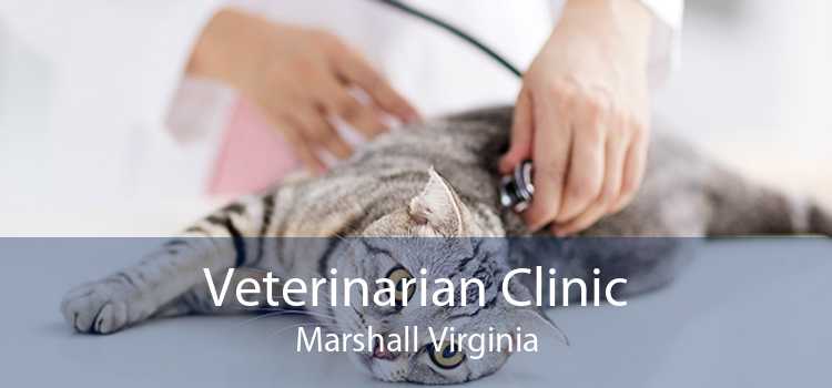 Veterinarian Clinic Marshall Virginia