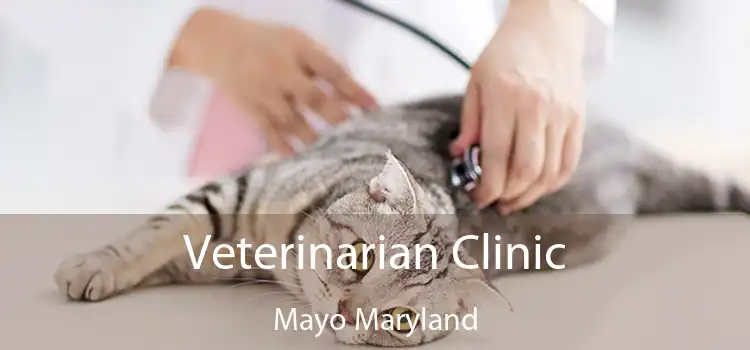 Veterinarian Clinic Mayo Maryland
