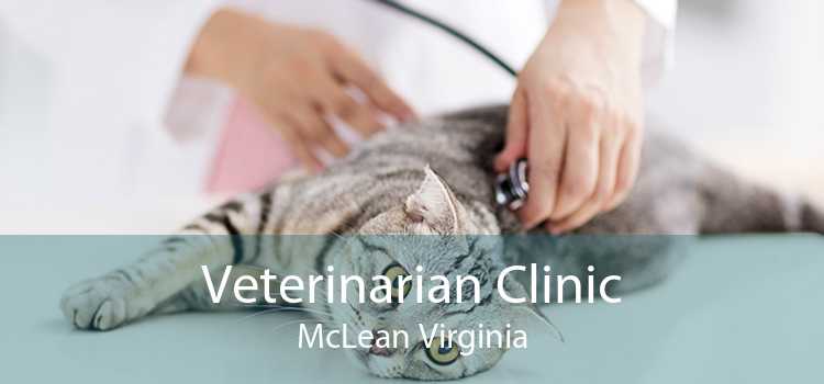Veterinarian Clinic McLean Virginia