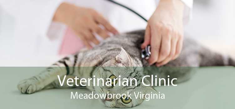 Veterinarian Clinic Meadowbrook Virginia