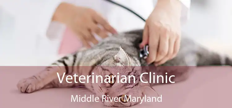 Veterinarian Clinic Middle River Maryland