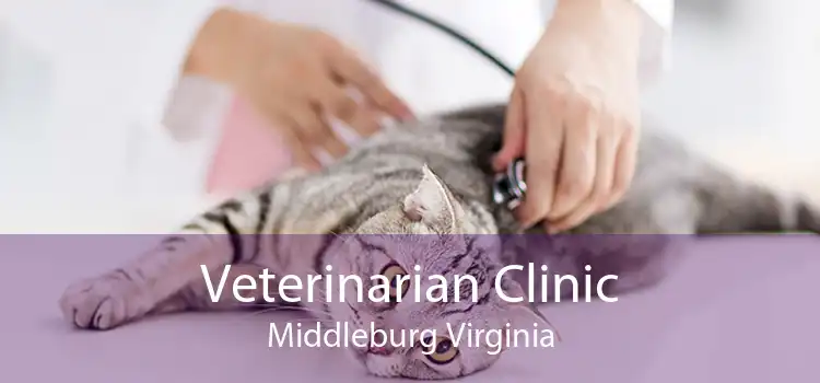 Veterinarian Clinic Middleburg Virginia