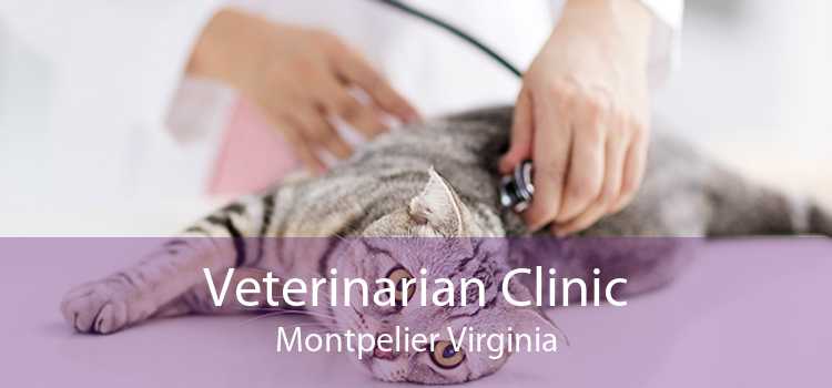 Veterinarian Clinic Montpelier Virginia