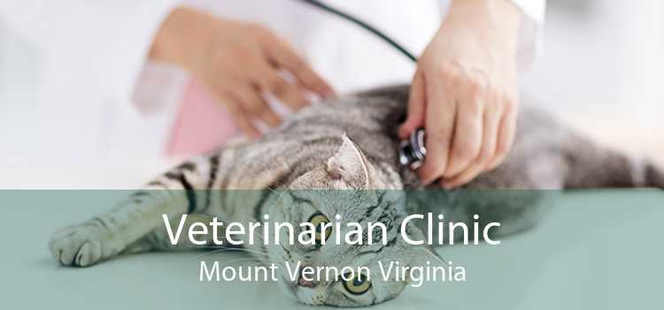 Veterinarian Clinic Mount Vernon Virginia