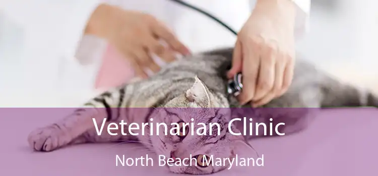 Veterinarian Clinic North Beach Maryland