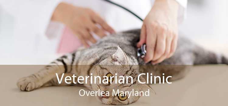 Veterinarian Clinic Overlea Maryland
