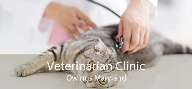 Veterinarian Clinic Owings Maryland