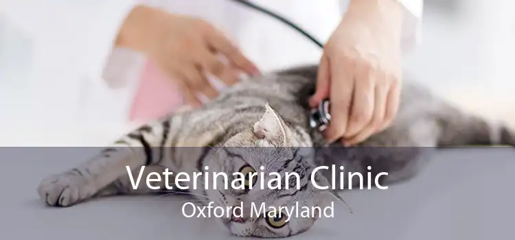 Veterinarian Clinic Oxford Maryland