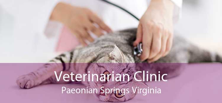 Veterinarian Clinic Paeonian Springs Virginia