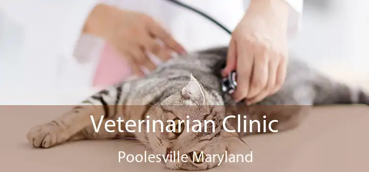 Veterinarian Clinic Poolesville Maryland