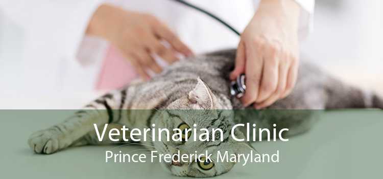 Veterinarian Clinic Prince Frederick Maryland