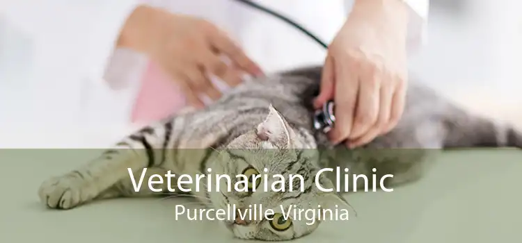 Veterinarian Clinic Purcellville Virginia