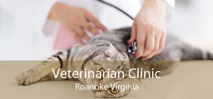 Veterinarian Clinic Roanoke Virginia