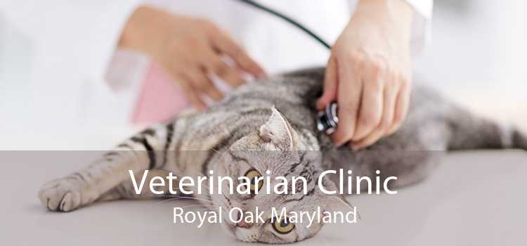 Veterinarian Clinic Royal Oak Maryland