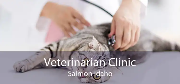 Veterinarian Clinic Salmon Idaho
