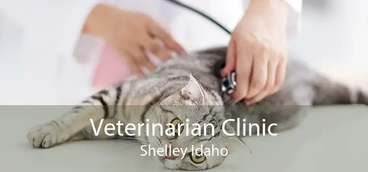 Veterinarian Clinic Shelley Idaho