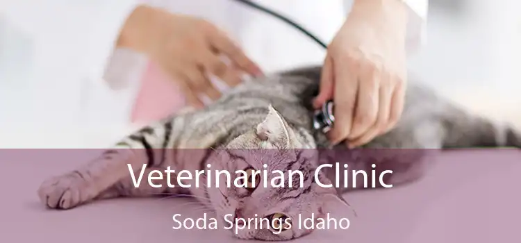 Veterinarian Clinic Soda Springs Idaho