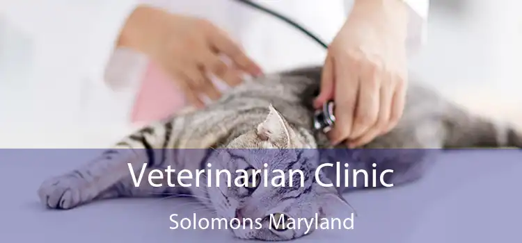 Veterinarian Clinic Solomons Maryland