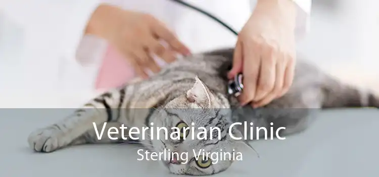Veterinarian Clinic Sterling Virginia