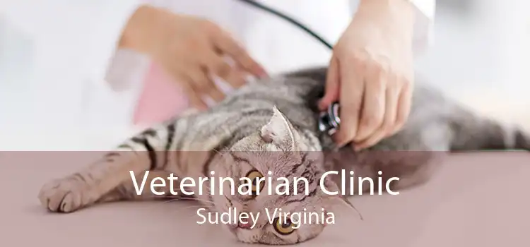 Veterinarian Clinic Sudley Virginia