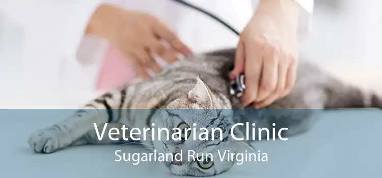 Veterinarian Clinic Sugarland Run Virginia