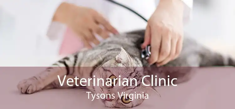 Veterinarian Clinic Tysons Virginia