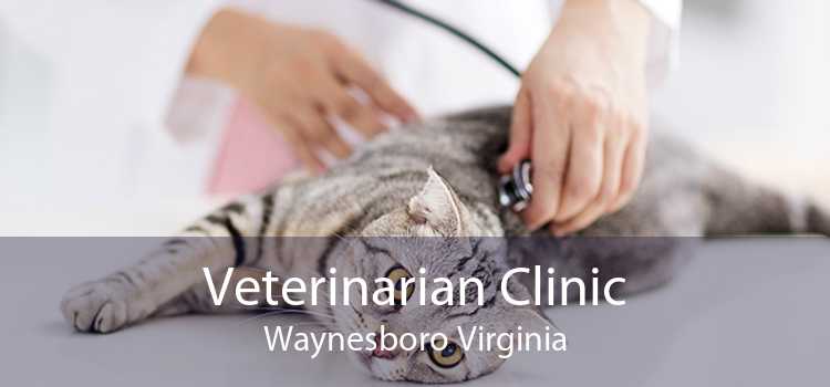 Veterinarian Clinic Waynesboro Virginia
