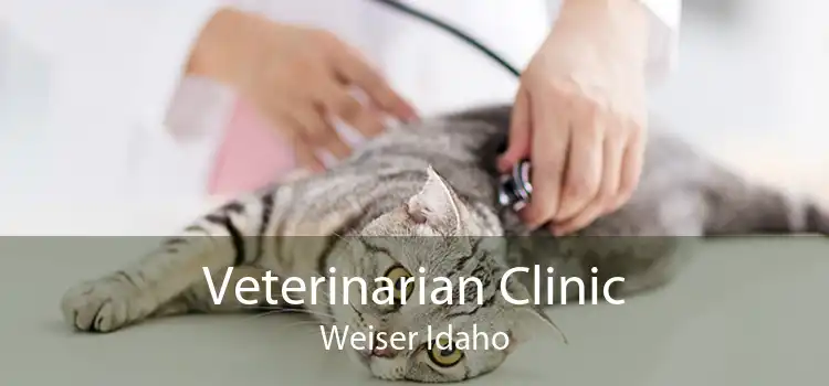 Veterinarian Clinic Weiser Idaho