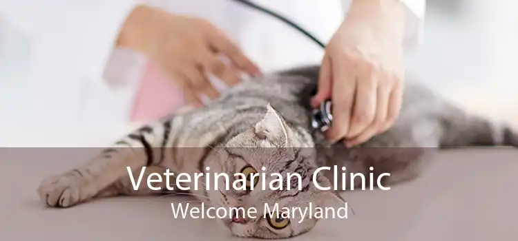 Veterinarian Clinic Welcome Maryland