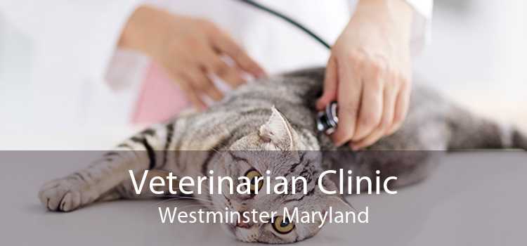 Veterinarian Clinic Westminster Maryland