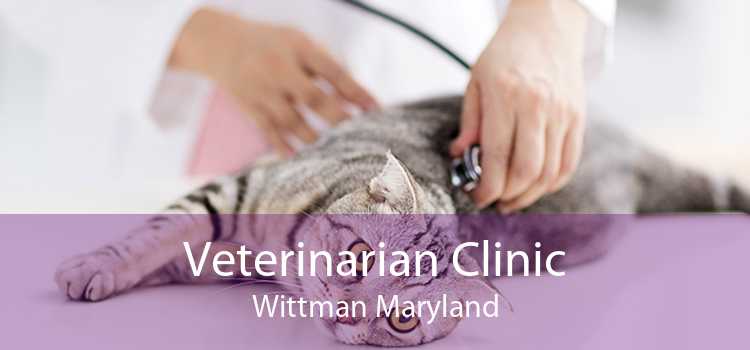 Veterinarian Clinic Wittman Maryland