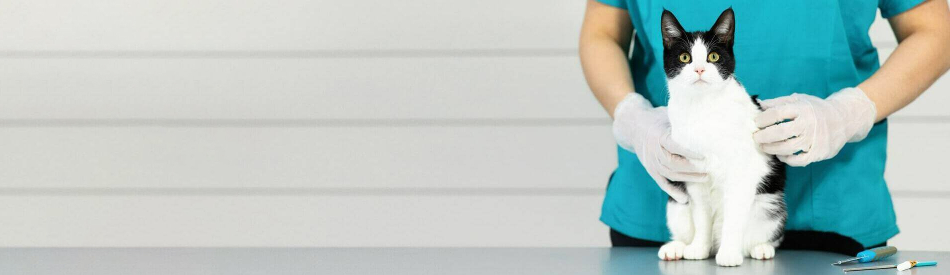 Animal Hospital Small, Affordable, And Emergency Animal Hospital