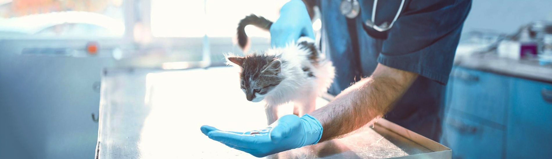 Animal Hospital Secretary - Small, Affordable, And Emergency Animal