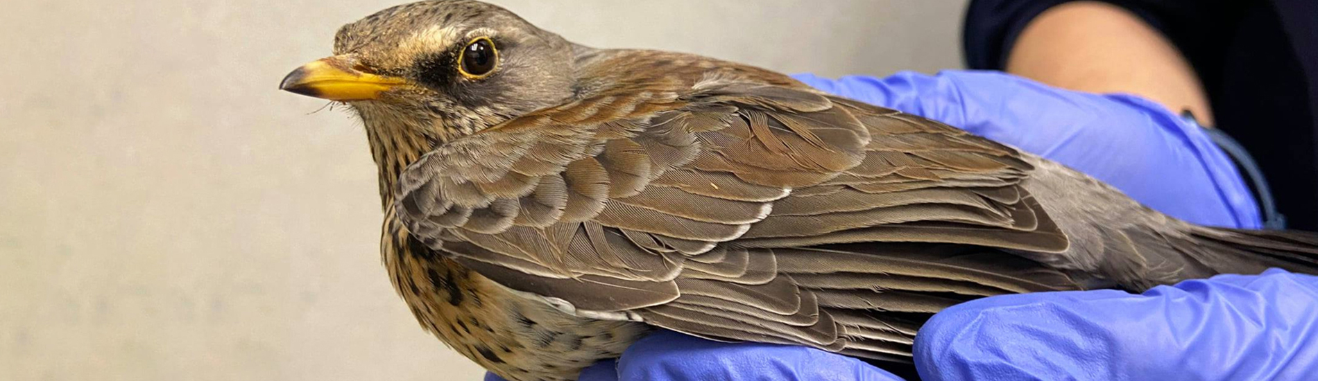 Exotic Animal Vet Near Me Find Reliable Care