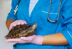 Madison Heights Reptile Vet