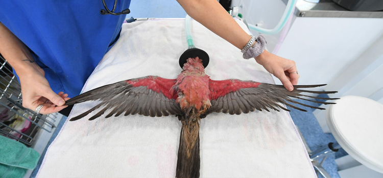 bird regular veterinary hospital